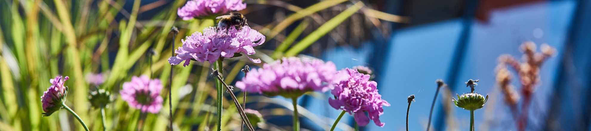 Rooftop with plants on Aeres University of Applied Sciences Almere
