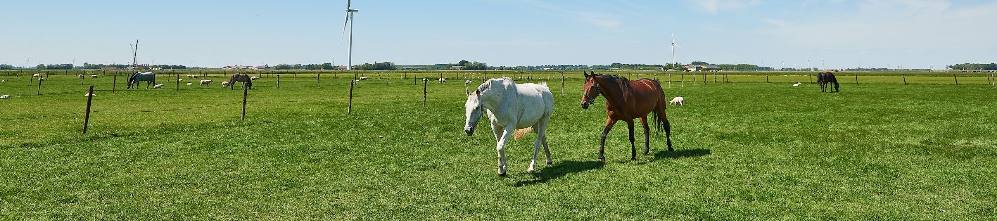 Paardenplaats pensionstal Hippische bedrijfskunde Aeres Hogeschool Dronten