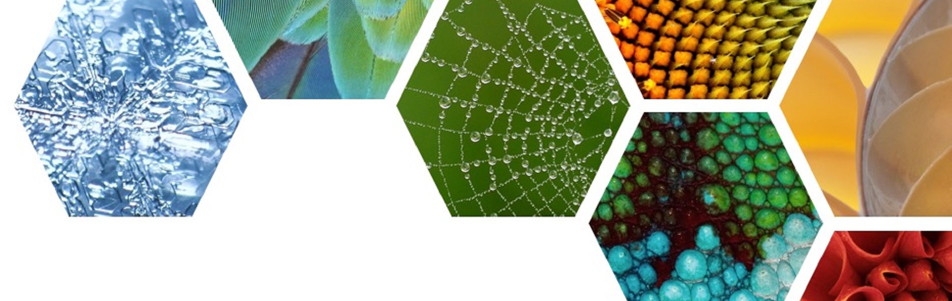 Biomimicry Inauguratie Mauro