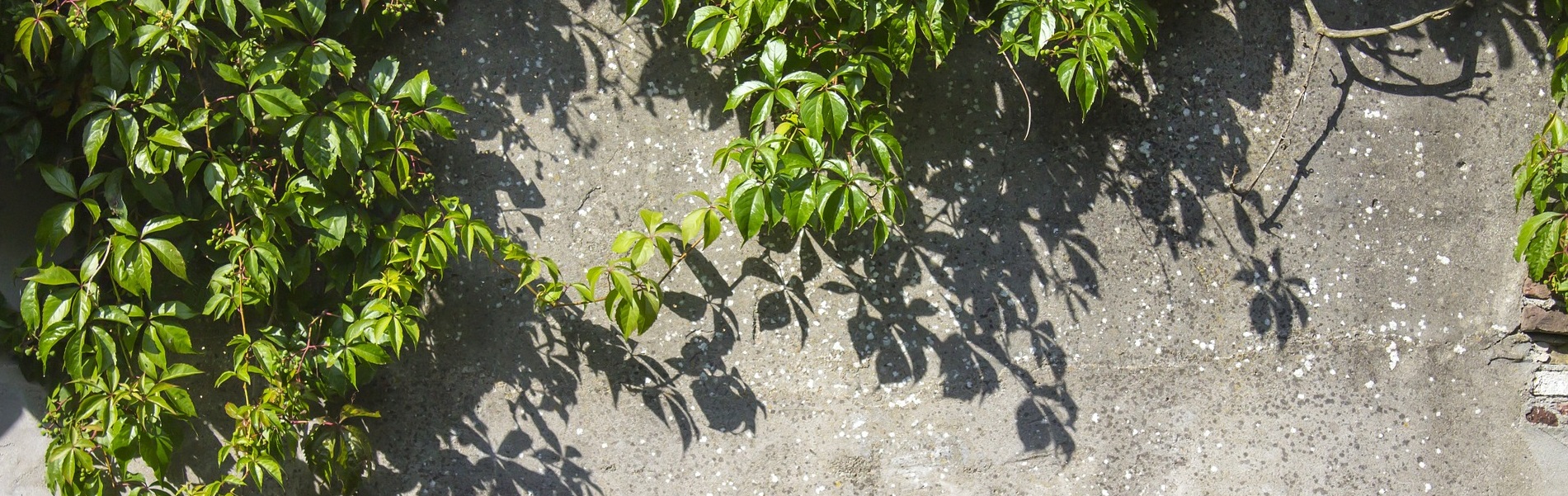 Lectoraat Groene en vitale stad