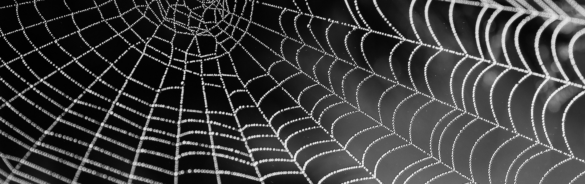 Onderzoeksprogramma Wijsheid