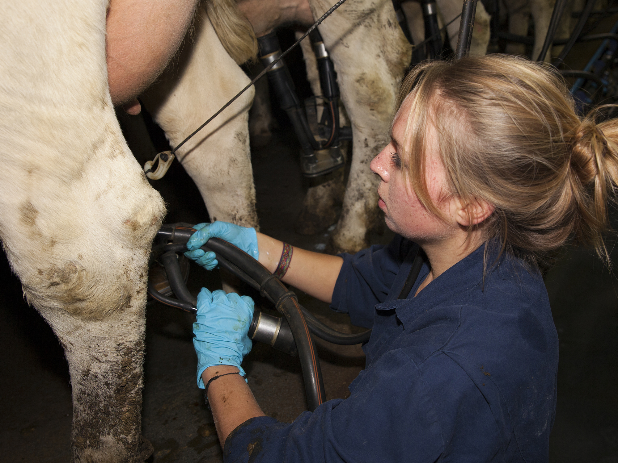 Aeres MBO Melkveehouderij studente in melkstal
