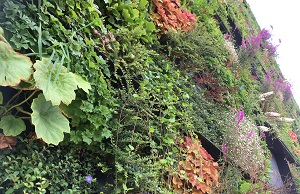 Gevelbeplanting Aeres Hogeschool Almere