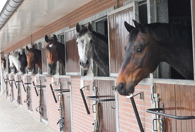 Mbo practoraat Dierenwelzijn en -gezondheid schoolpaarden