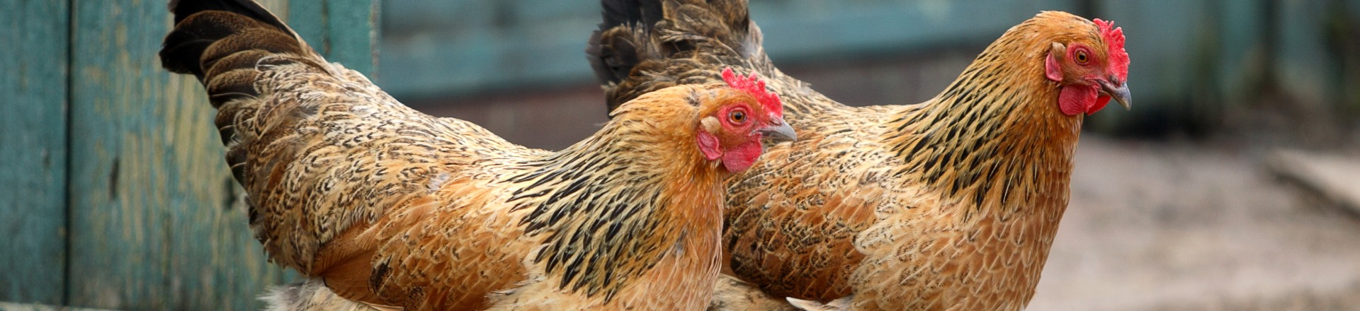 header aeres historie pluimvee