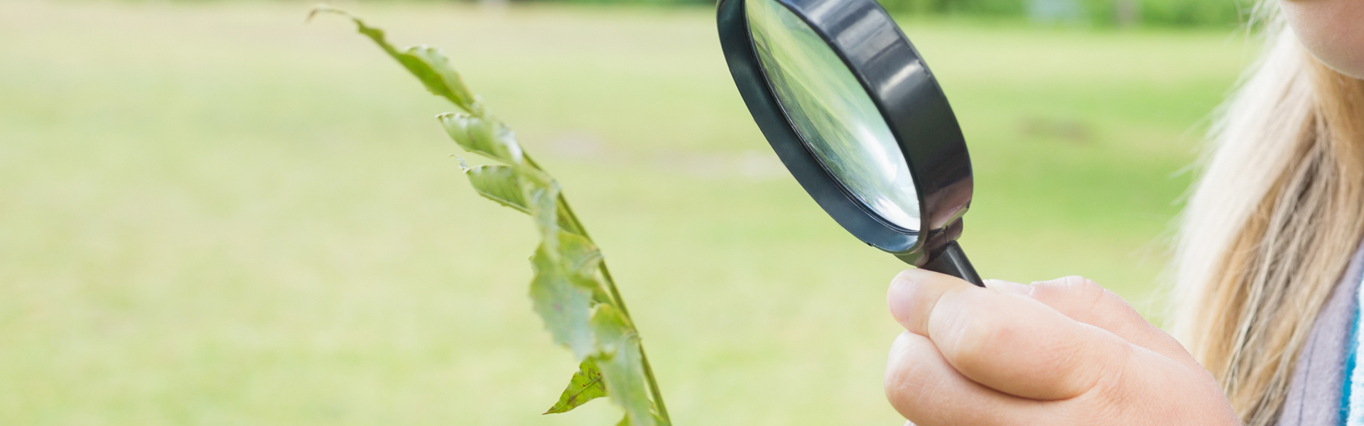 Onderzoek - loep - plant
