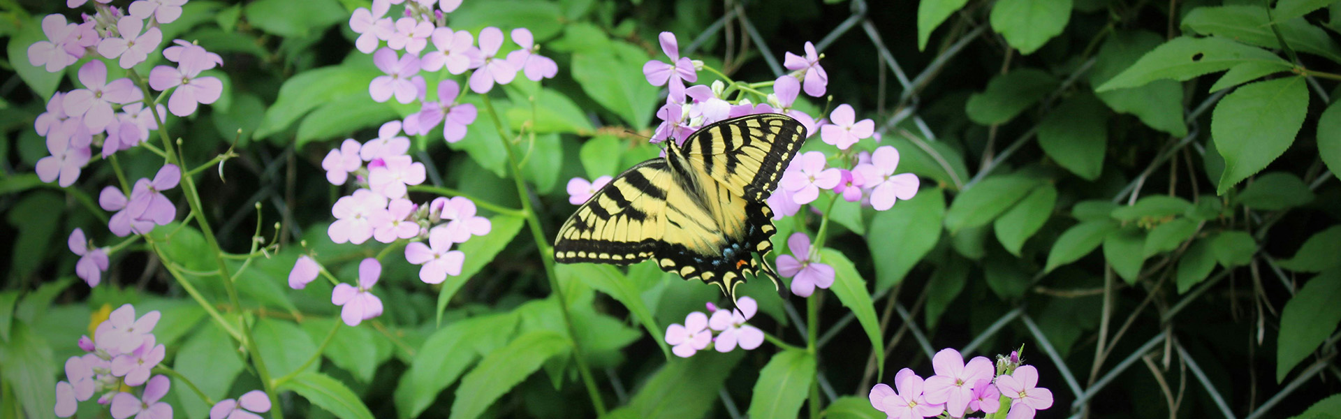 Biodiversiteit vlinder bloem