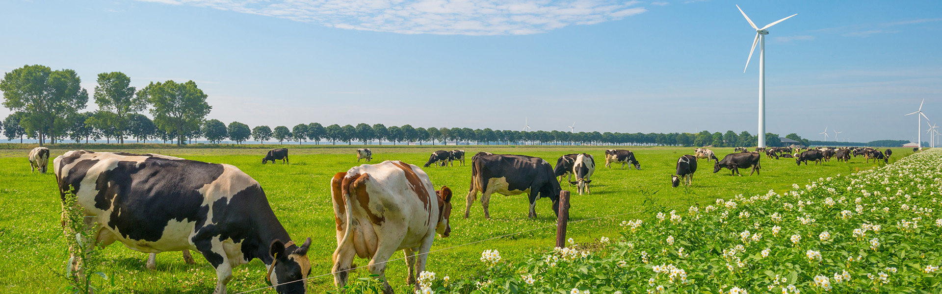 Header melkvee en business Aeres MBO 