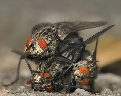 Uitslag Biodiversity Challenge winnende foto Joris Groothoff