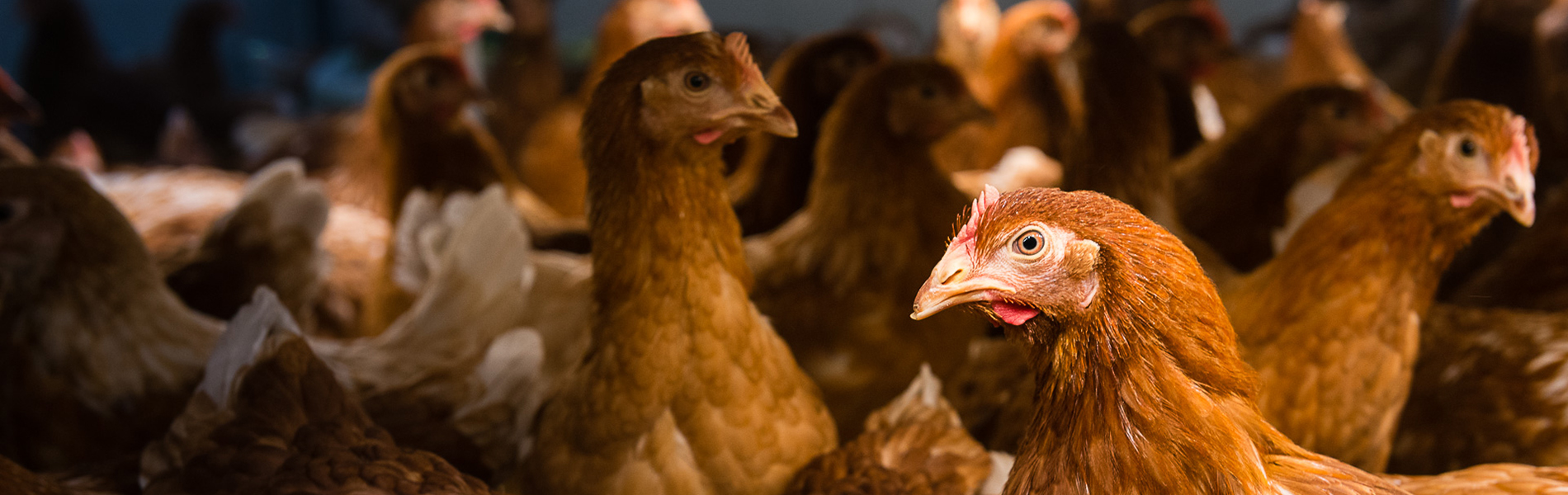 Poultry Expertise Centre