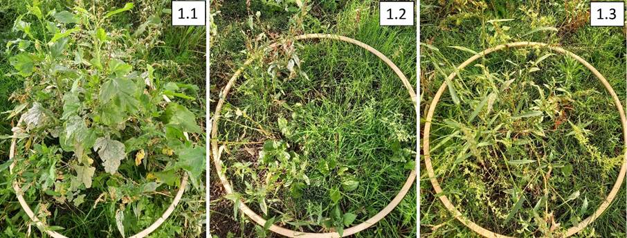 Rewilding meetmethode plantinventarisatie