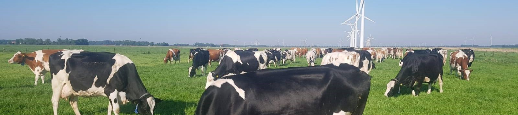 Kadercursus Melkveehouderij