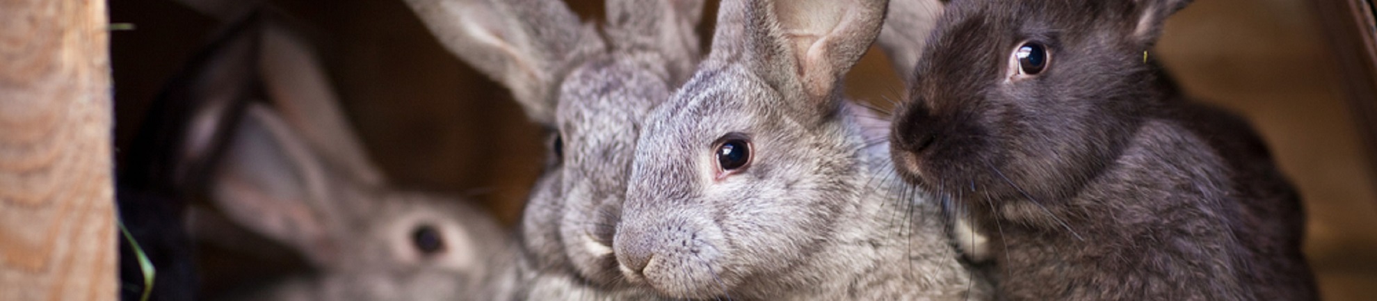 Mbo practoraat Dierenwelzijn en -gezondheid