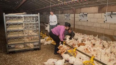 Mbo practoraat Dierenwelzijn en -gezondheid kippen
