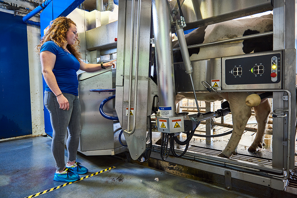 Student bij melkveemachine