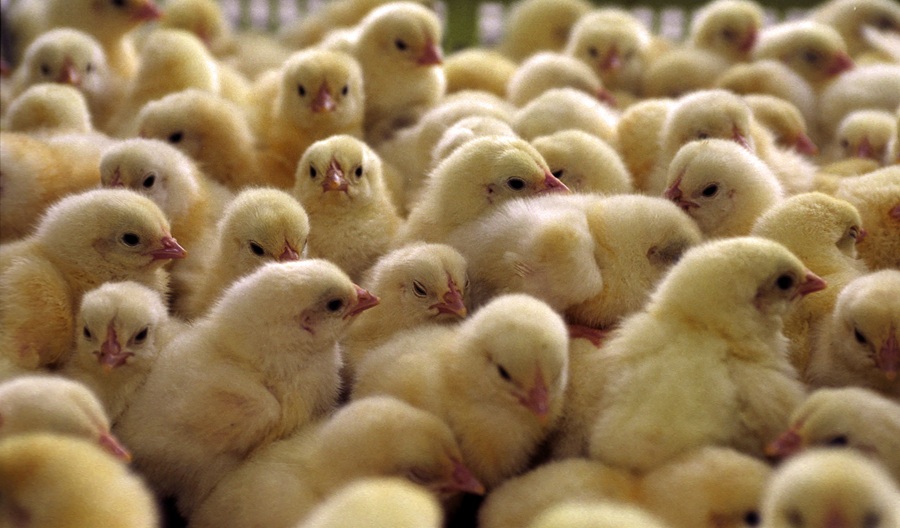 Aeres kuikens pluimvee