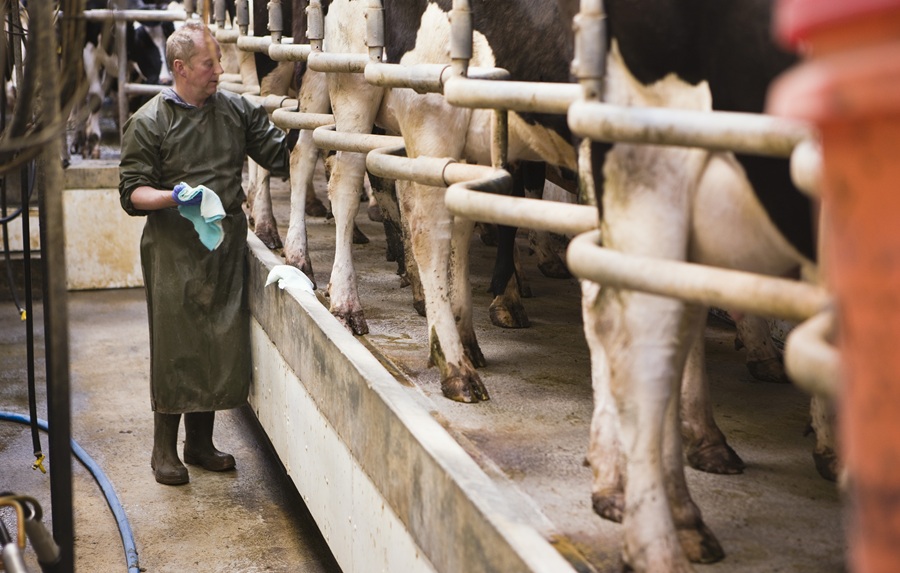 Aeres koeien ondernemen 
