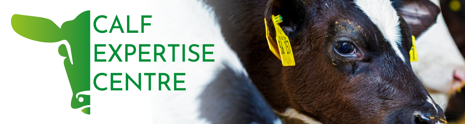 Eerste landelijke jongerendag Kalverhouderij